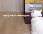 мєми про жівотних 2.0