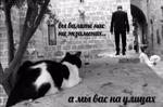 мєми про жівотних 2.0