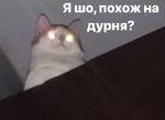 мєми про жівотних 2.0