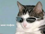 мєми про жівотних 2.0