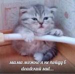 мєми про жівотних 2.0
