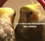 мєми про жівотних 2.0