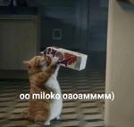 мєми про жівотних 2.0