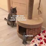 мєми про жівотних 2.0