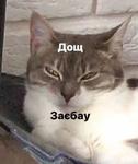 мєми про жівотних 2.0