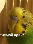 мєми про жівотних 2.0