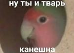 мєми про жівотних 2.0