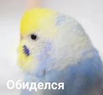 мєми про жівотних 2.0