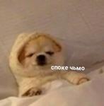мєми про жівотних 2.0