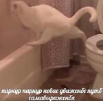 мєми про жівотних 2.0