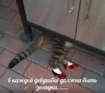 мєми про жівотних 2.0