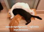 мєми про жівотних 2.0