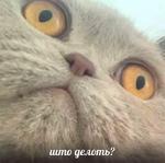 мєми про жівотних 2.0