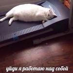 мєми про жівотних 2.0