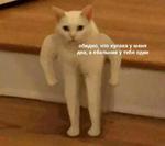 мєми про жівотних 2.0