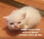 мєми про жівотних 2.0