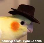 мєми про жівотних 2.0