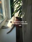 мєми про жівотних 2.0