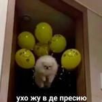 мєми про жівотних 2.0