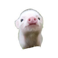 Мини пиги