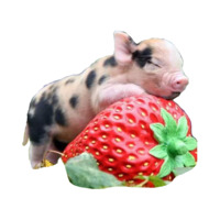 Мини пиги