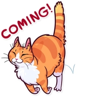 Meme Cats