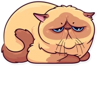 Meme Cats