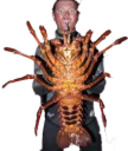 MrCrabs