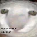 Паб лисья Жопа