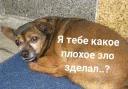 Паб лисья Жопа