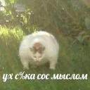 Паб лисья Жопа