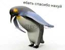 Паб лисья Жопа