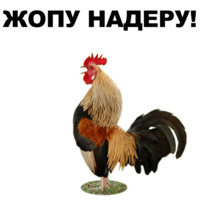 Петушары