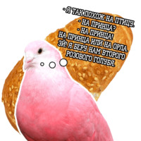 Философствующие голуби