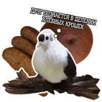 Философствующие голуби