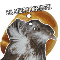 Философствующие голуби