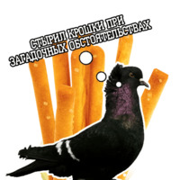 Философствующие голуби