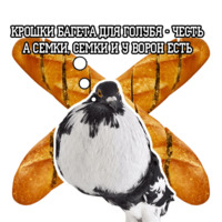 Философствующие голуби