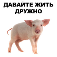 Свинопак