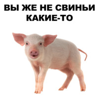 Свинопак