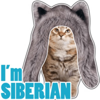 Сибирскя кошечка