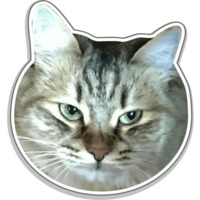 Сибирскя кошечка