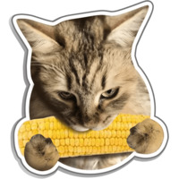 Сибирскя кошечка