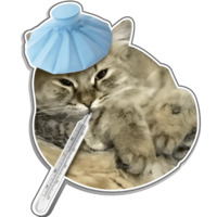 Сибирскя кошечка
