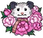 awesomepossum (@kotypic)