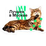 Позируй Псина