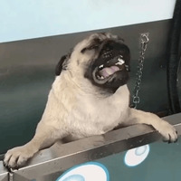 Мопс