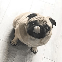 Мопс