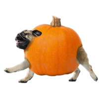 Мопс