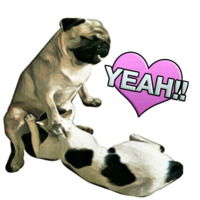 Pugsters